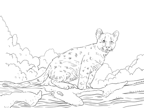 Cougar Baby Coloring Page